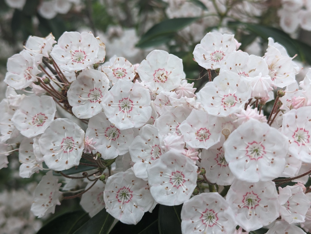 Figure 9: Mountain Laurel Blossoms in Bear Mountain State Park